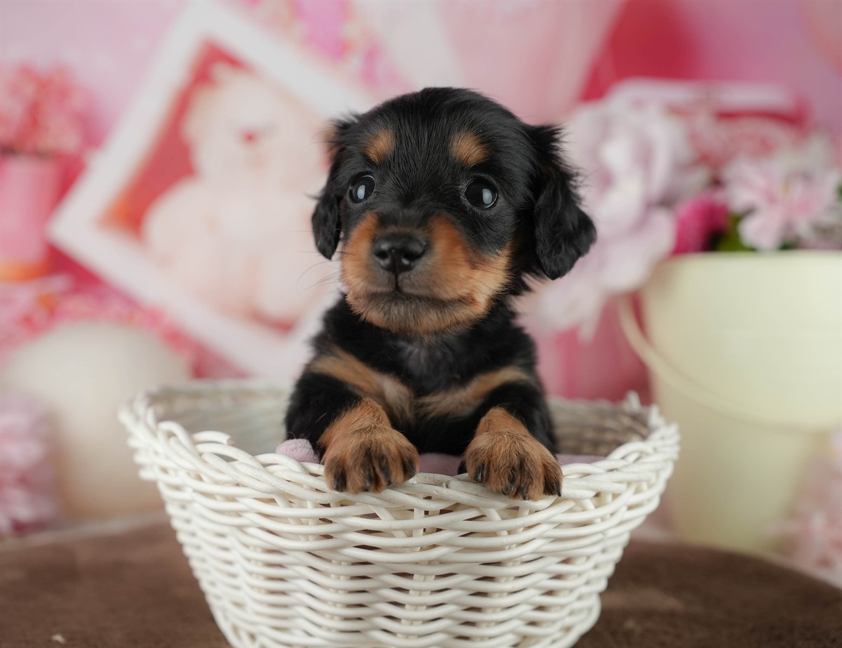 ミニチュア・ダックスフンド(ロング) | 女の子 | ブラック＆タン | 2026年2月18日（ID:dog-200015637）