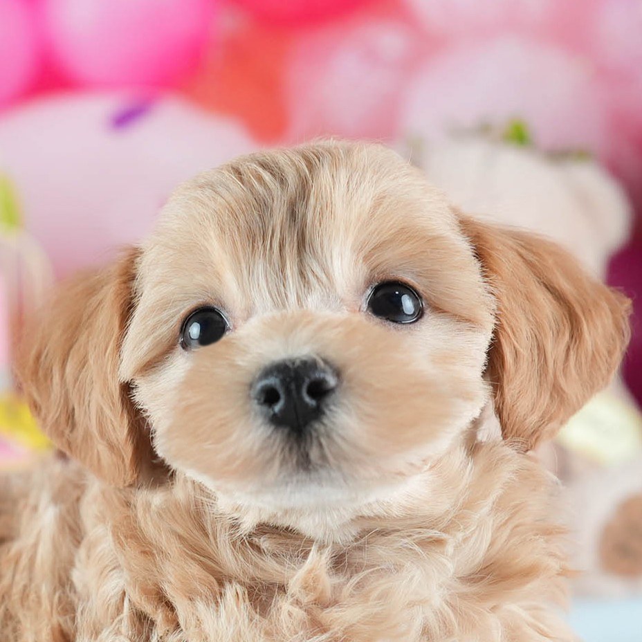 マルプー | 女の子 | アプリコット | 2026年2月19日（ID:dog-200015638）