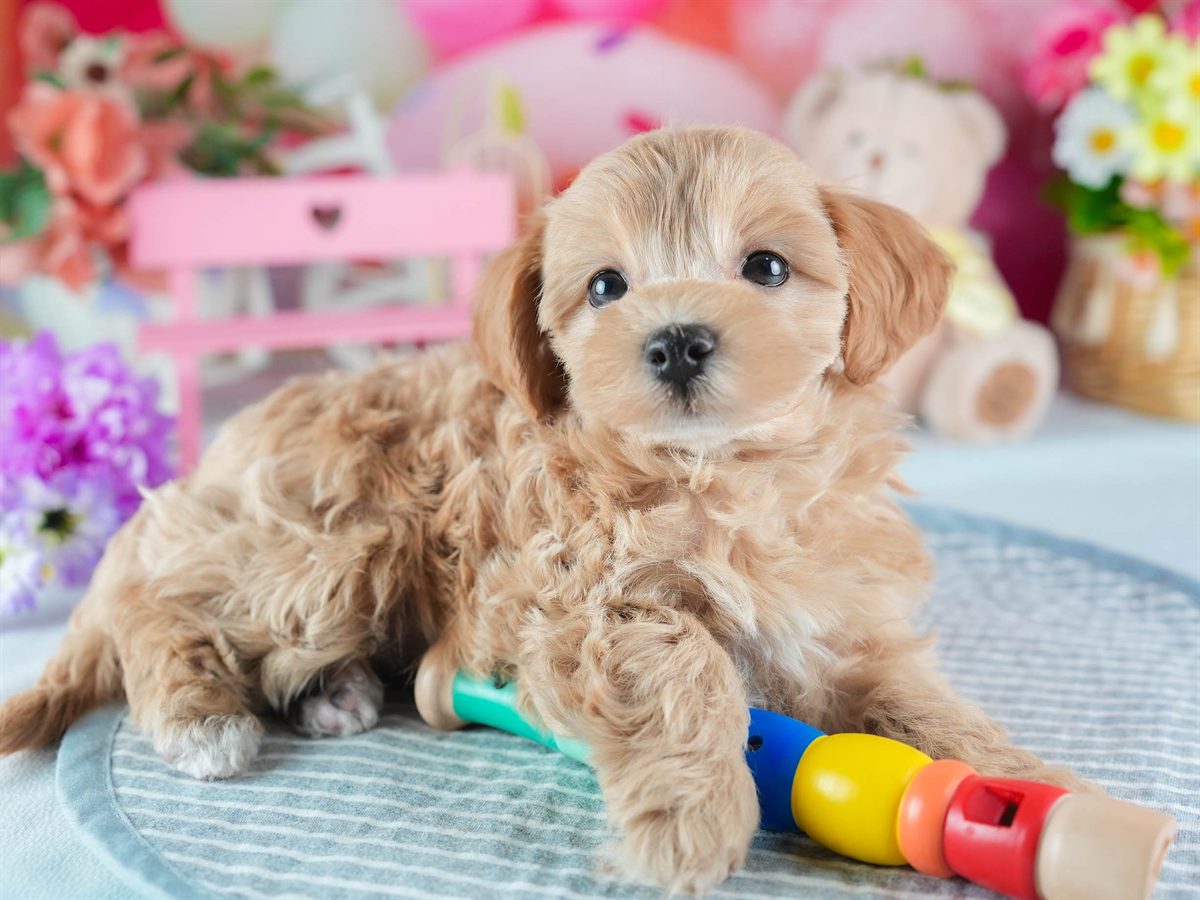 マルプー | 女の子 | アプリコット | 2026年2月19日（ID:dog-200015638）