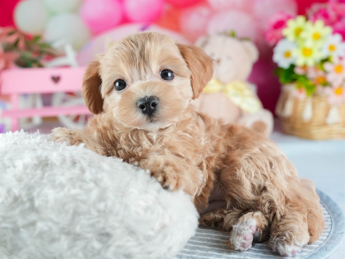 マルプー | 女の子 | アプリコット | 2026年2月19日（ID:dog-200015638）