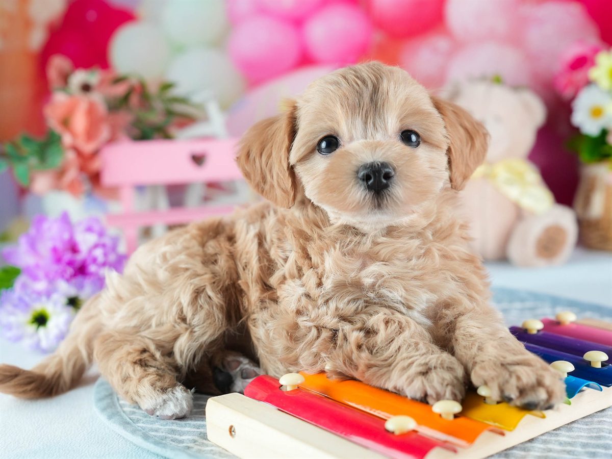 マルプー | 女の子 | アプリコット | 2026年2月19日（ID:dog-200015638）