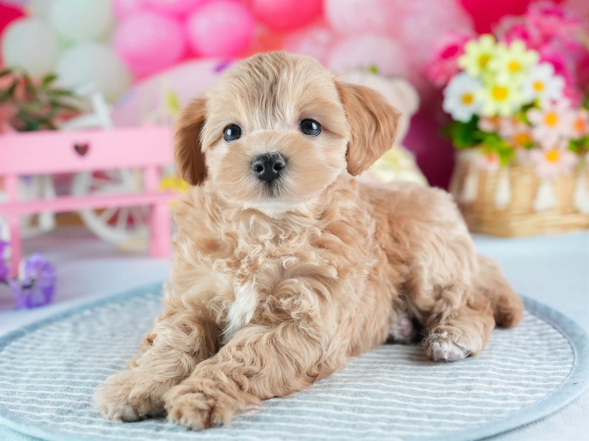 マルプー | 女の子 | アプリコット | 2026年2月19日（ID:dog-200015638）