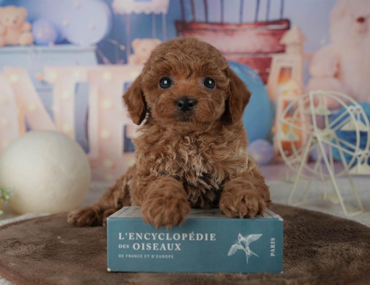 トイ・プードル | 男の子 | レッド | 2026年2月19日（ID:dog-200015642）