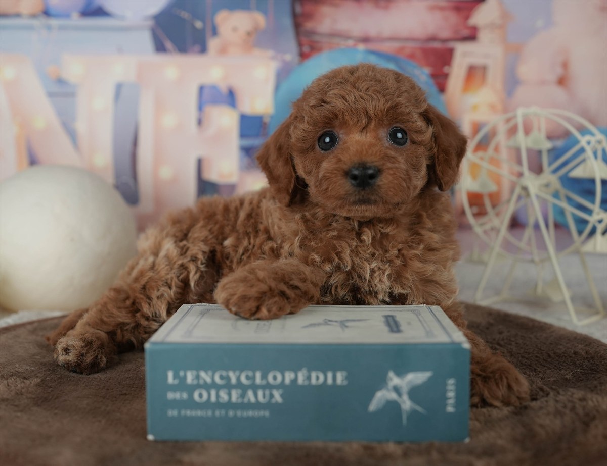 トイ・プードル | 男の子 | レッド | 2026年2月19日（ID:dog-200015642）