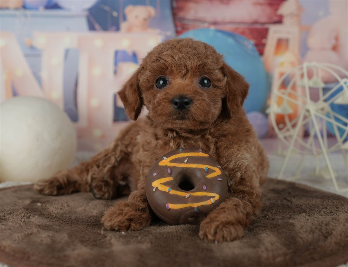 トイ・プードル | 男の子 | レッド | 2026年2月19日（ID:dog-200015642）