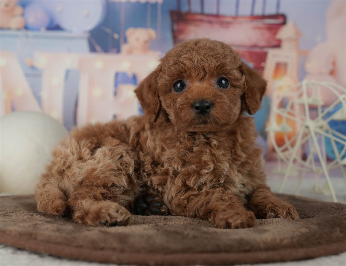 トイ・プードル | 男の子 | レッド | 2026年2月19日（ID:dog-200015642）