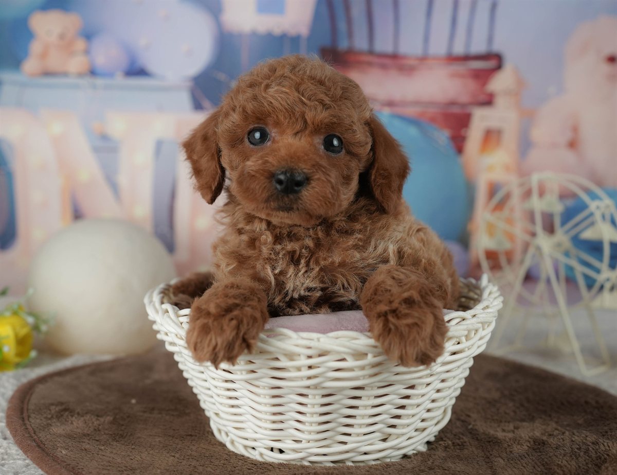 トイ・プードル | 男の子 | レッド | 2026年2月19日（ID:dog-200015642）