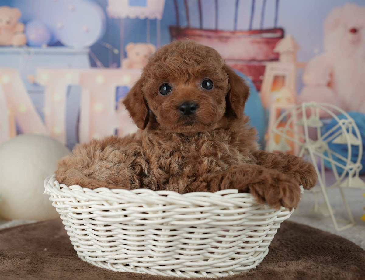 トイ・プードル | 男の子 | レッド | 2026年2月19日（ID:dog-200015642）