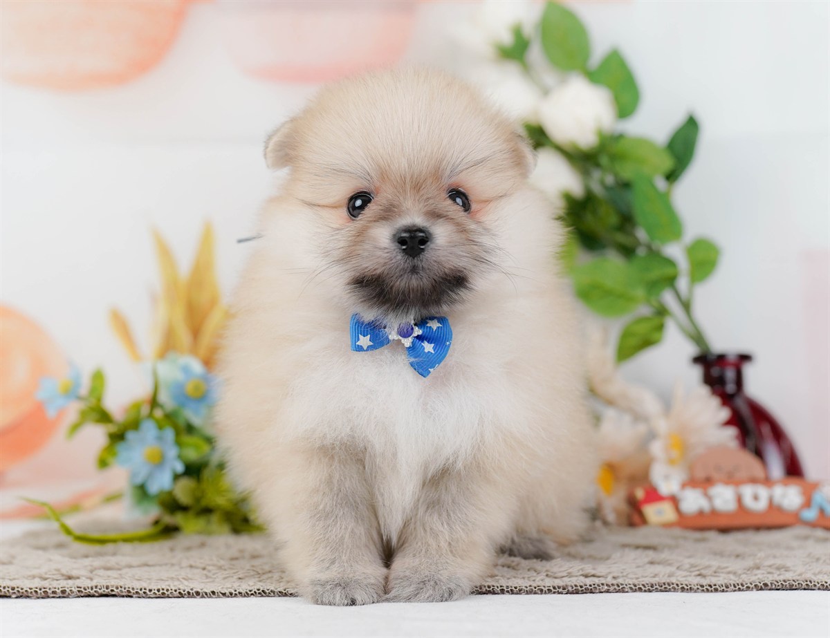 ポメラニアン | 男の子 | クリーム | 2026年2月19日（ID:dog-200015643）