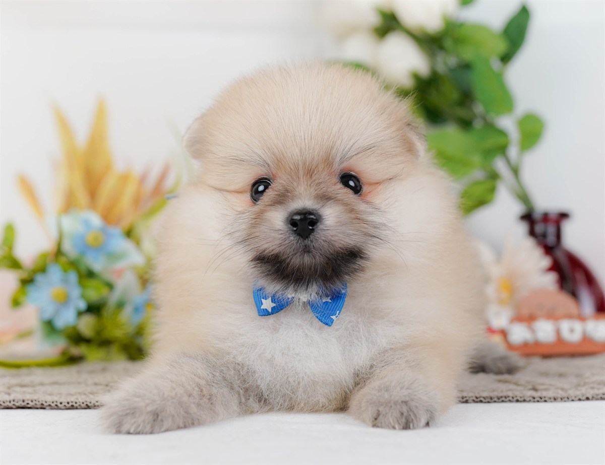 ポメラニアン | 男の子 | クリーム | 2026年2月19日（ID:dog-200015643）