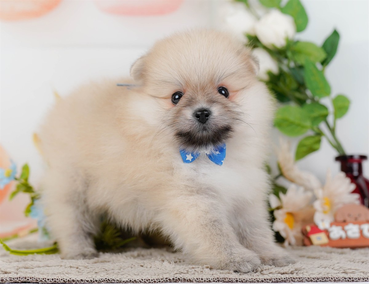 ポメラニアン | 男の子 | クリーム | 2026年2月19日（ID:dog-200015643）