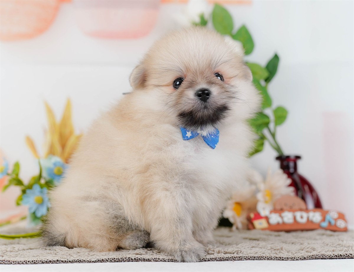 ポメラニアン | 男の子 | クリーム | 2026年2月19日（ID:dog-200015643）