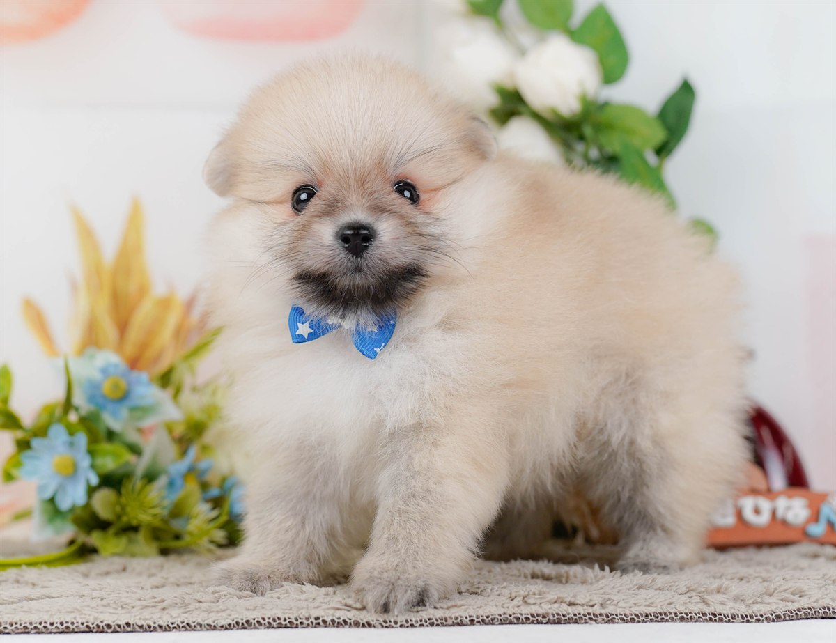 ポメラニアン | 男の子 | クリーム | 2026年2月19日（ID:dog-200015643）