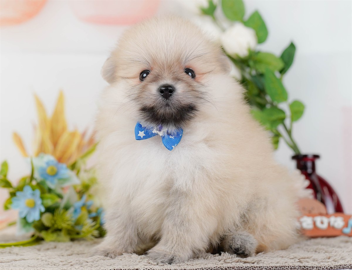 ポメラニアン | 男の子 | クリーム | 2026年2月19日（ID:dog-200015643）