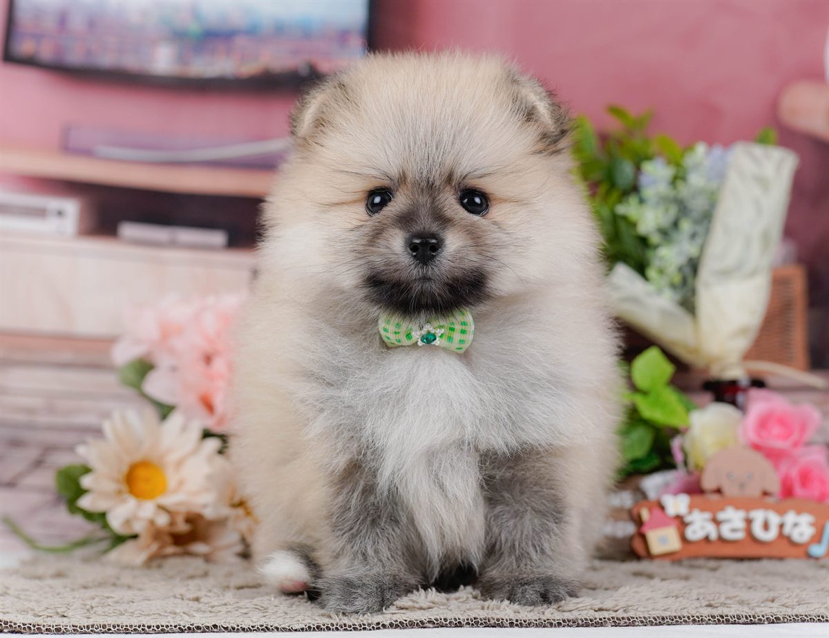 ポメラニアン | 男の子 | クリーム | 2026年2月19日（ID:dog-200015645）
