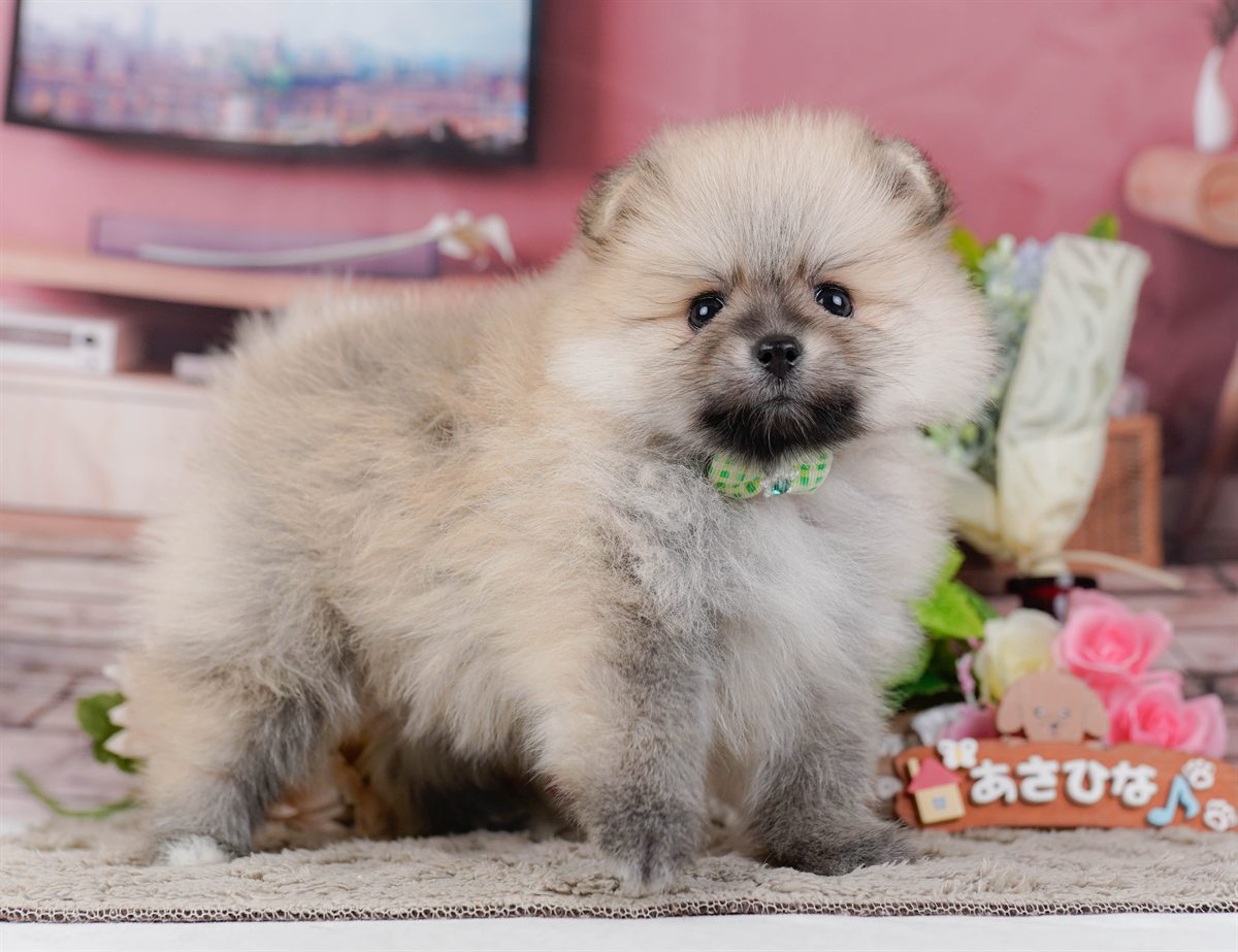 ポメラニアン | 男の子 | クリーム | 2026年2月19日（ID:dog-200015645）
