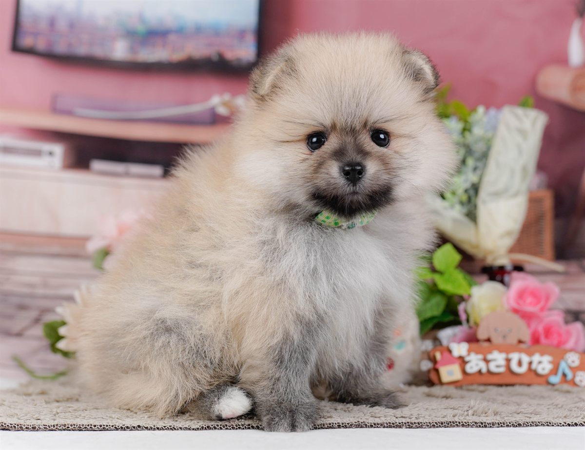 ポメラニアン | 男の子 | クリーム | 2026年2月19日（ID:dog-200015645）