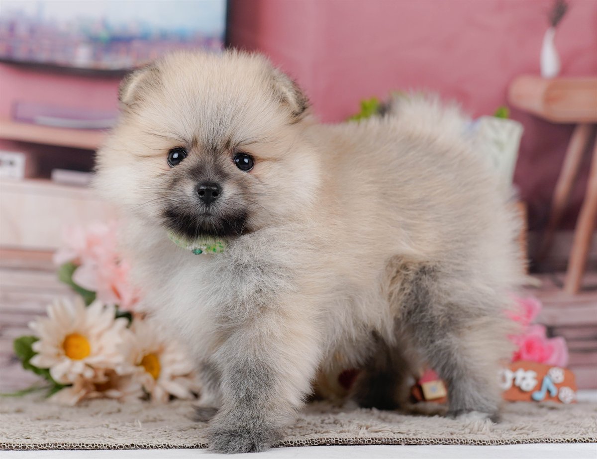 ポメラニアン | 男の子 | クリーム | 2026年2月19日（ID:dog-200015645）