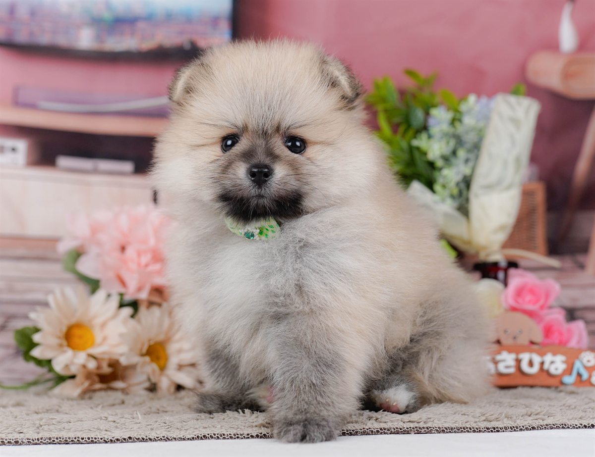 ポメラニアン | 男の子 | クリーム | 2026年2月19日（ID:dog-200015645）