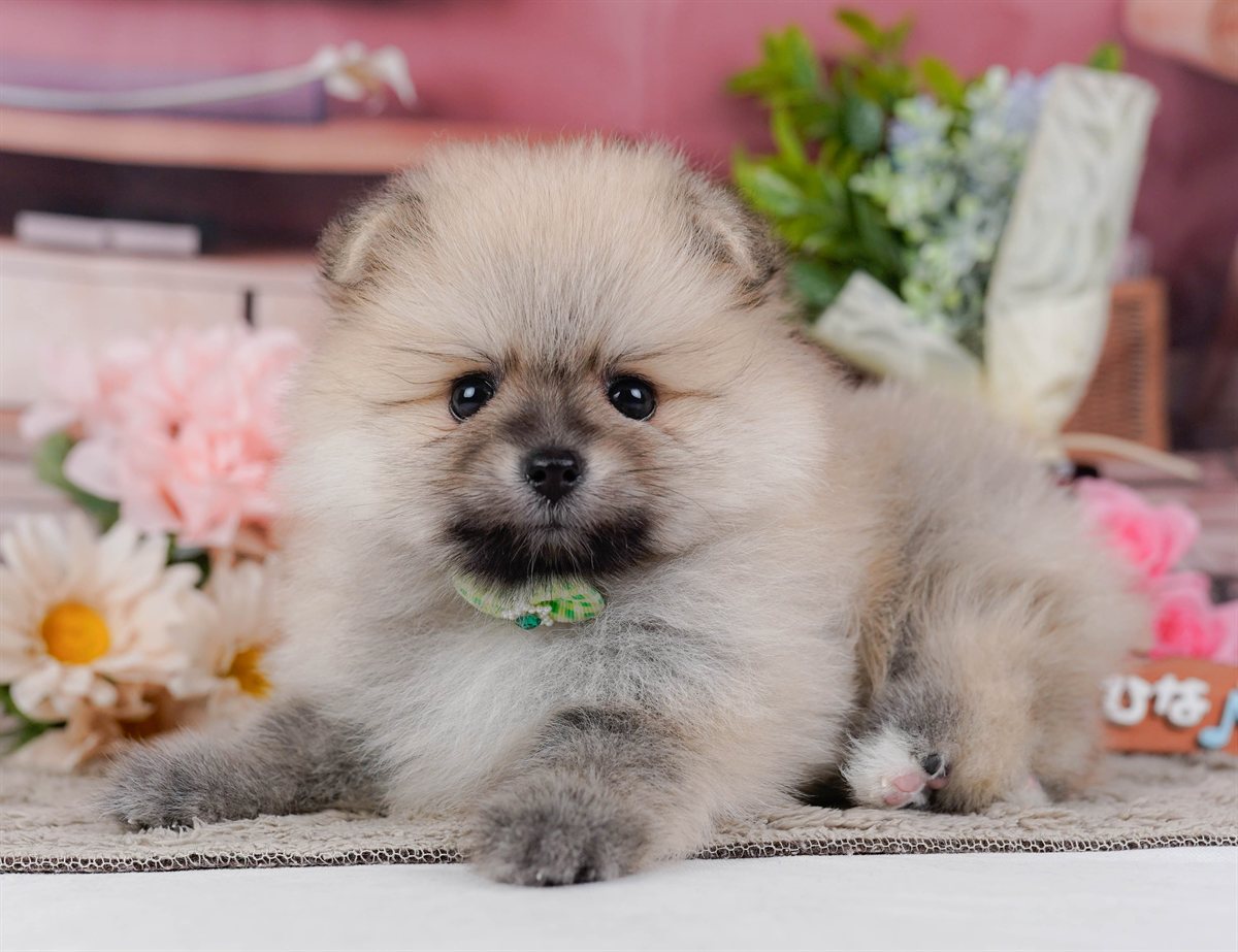 ポメラニアン | 男の子 | クリーム | 2026年2月19日（ID:dog-200015645）