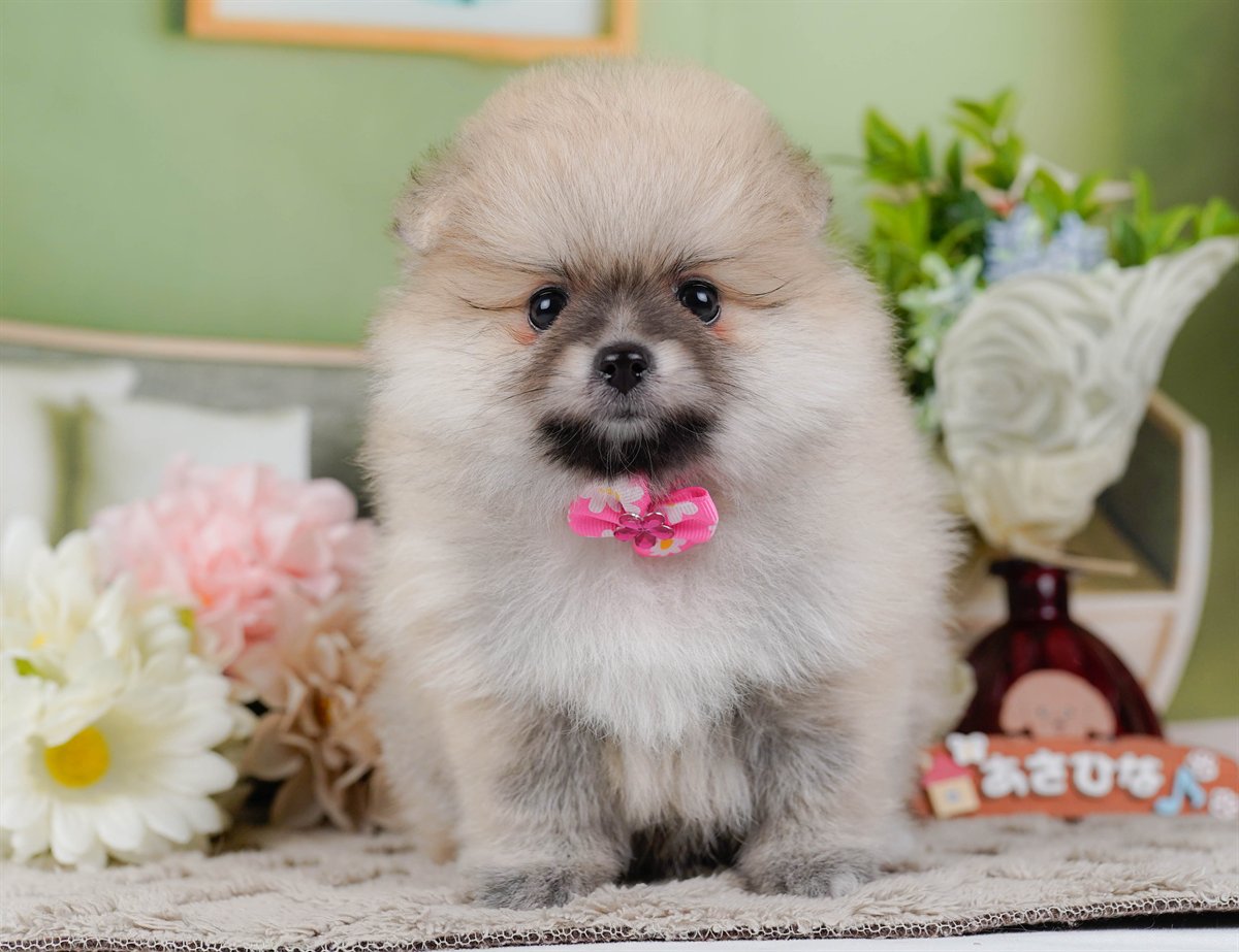 ポメラニアン | 女の子 | クリーム | 2026年2月19日（ID:dog-200015646）