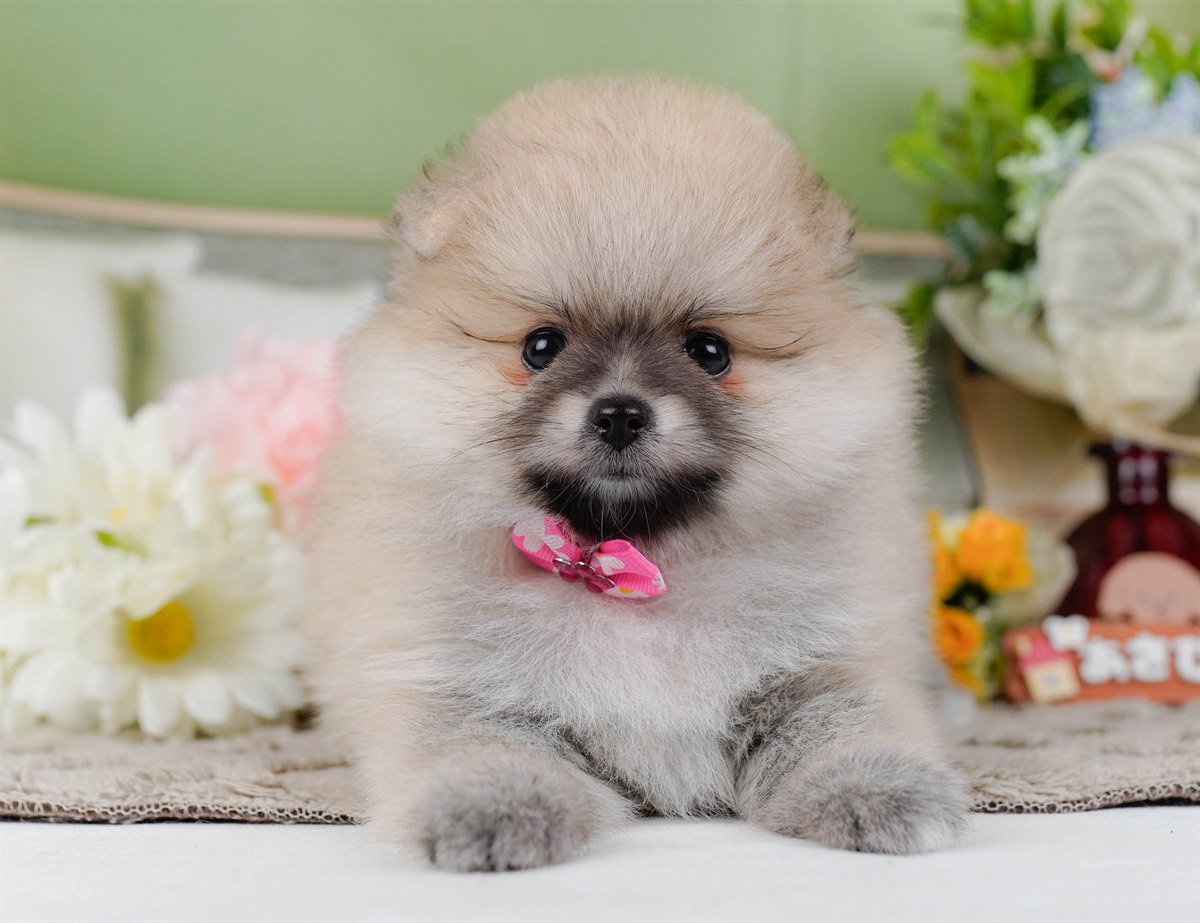 ポメラニアン | 女の子 | クリーム | 2026年2月19日（ID:dog-200015646）