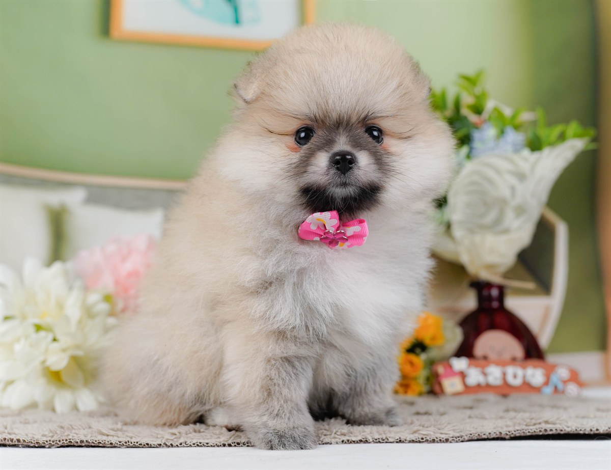 ポメラニアン | 女の子 | クリーム | 2026年2月19日（ID:dog-200015646）