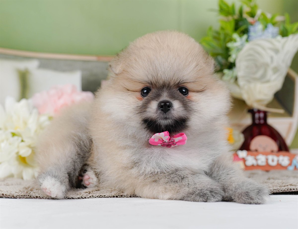 ポメラニアン | 女の子 | クリーム | 2026年2月19日（ID:dog-200015646）