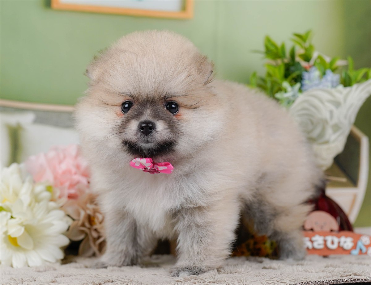 ポメラニアン | 女の子 | クリーム | 2026年2月19日（ID:dog-200015646）