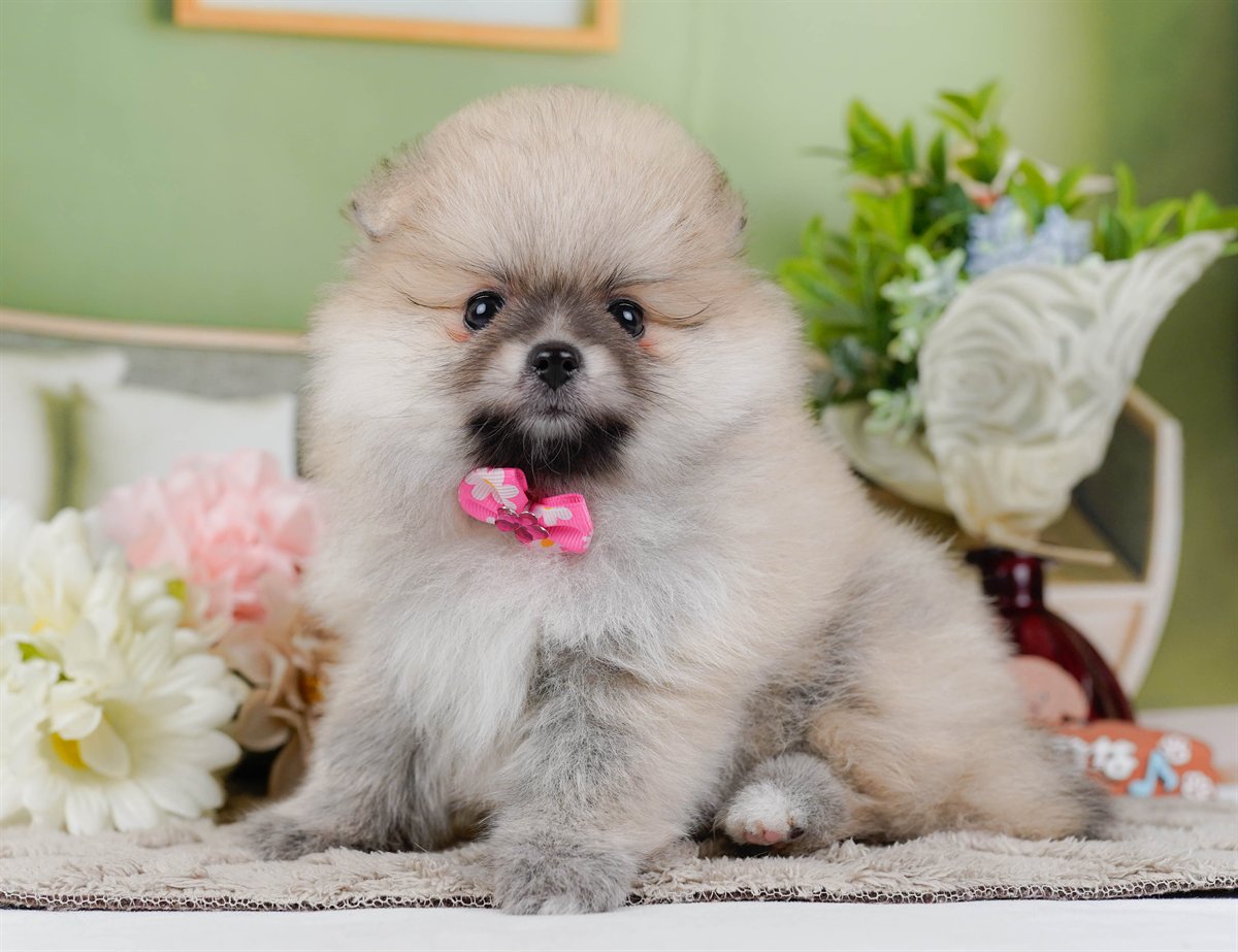 ポメラニアン | 女の子 | クリーム | 2026年2月19日（ID:dog-200015646）