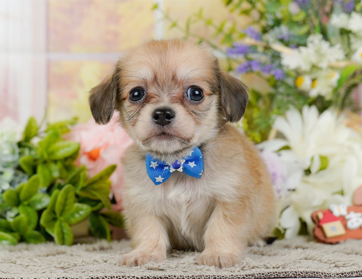 チワックス | 男の子 | フォーン | 2026年2月19日（ID:dog-200015647）