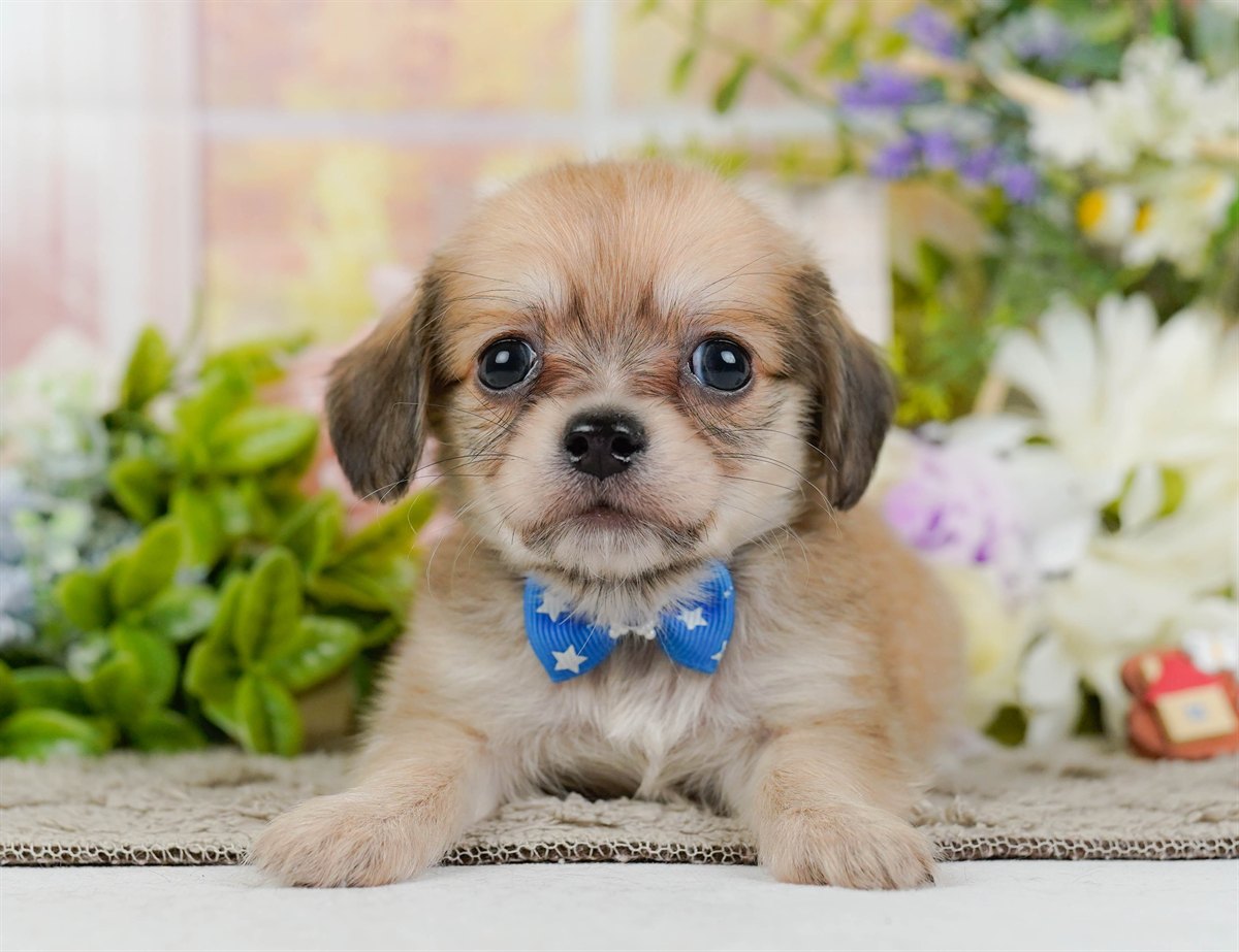 チワックス | 男の子 | フォーン | 2026年2月19日（ID:dog-200015647）