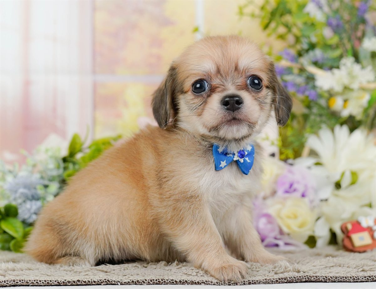 チワックス | 男の子 | フォーン | 2026年2月19日（ID:dog-200015647）