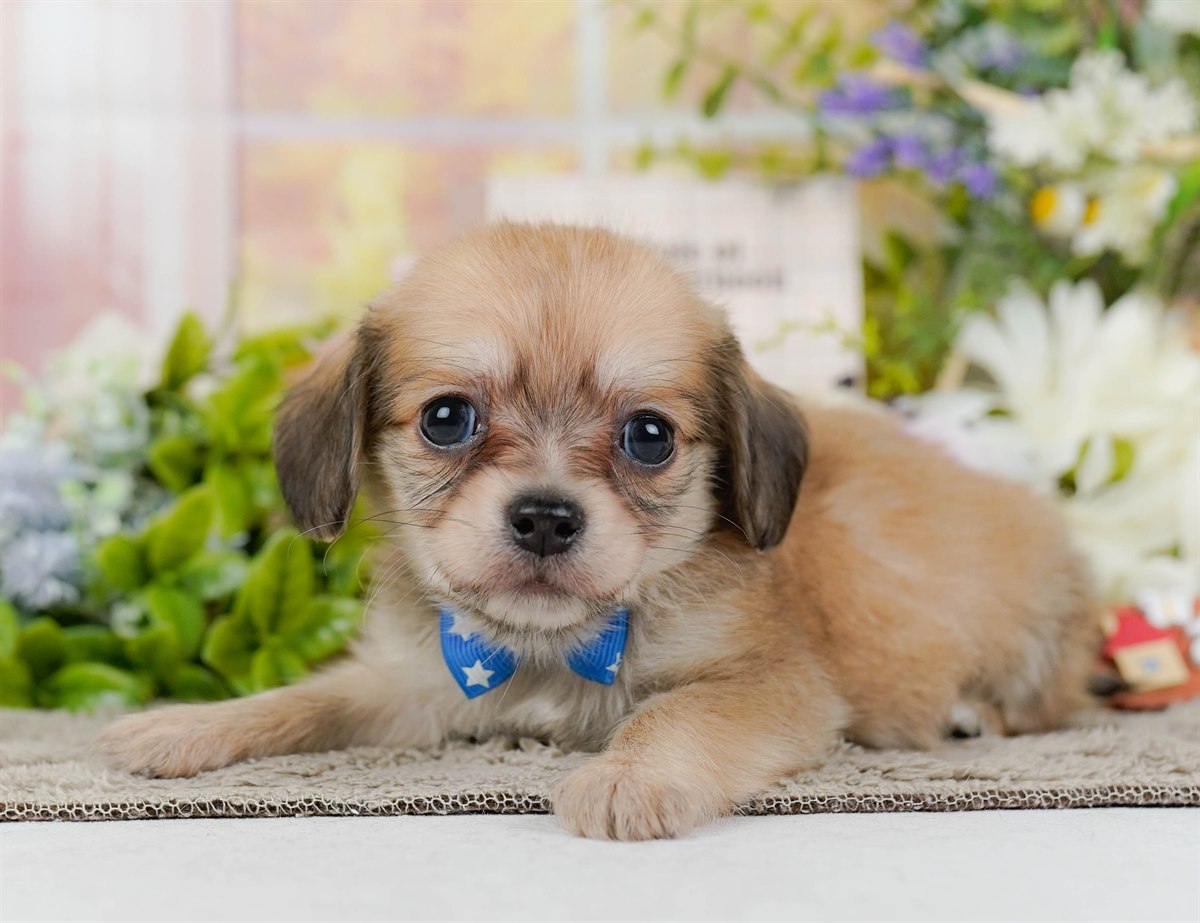 チワックス | 男の子 | フォーン | 2026年2月19日（ID:dog-200015647）