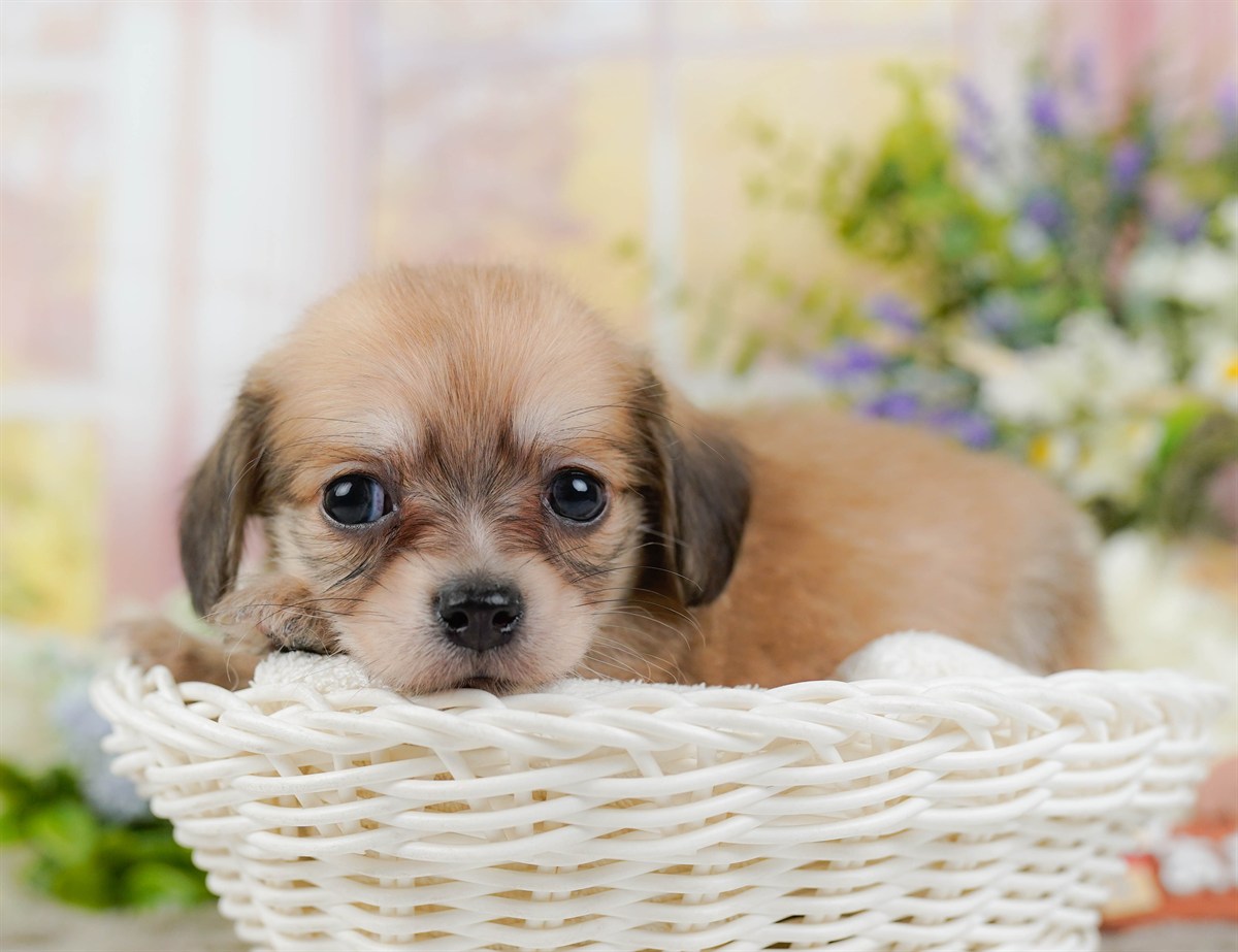 チワックス | 男の子 | フォーン | 2026年2月19日（ID:dog-200015647）