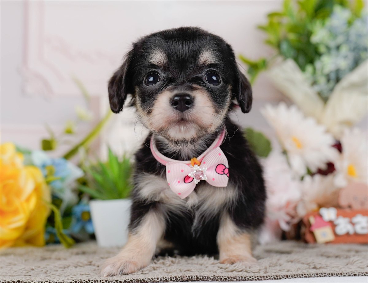 チワックス | 女の子 | ブラック&タン | 2026年2月19日（ID:dog-200015648）