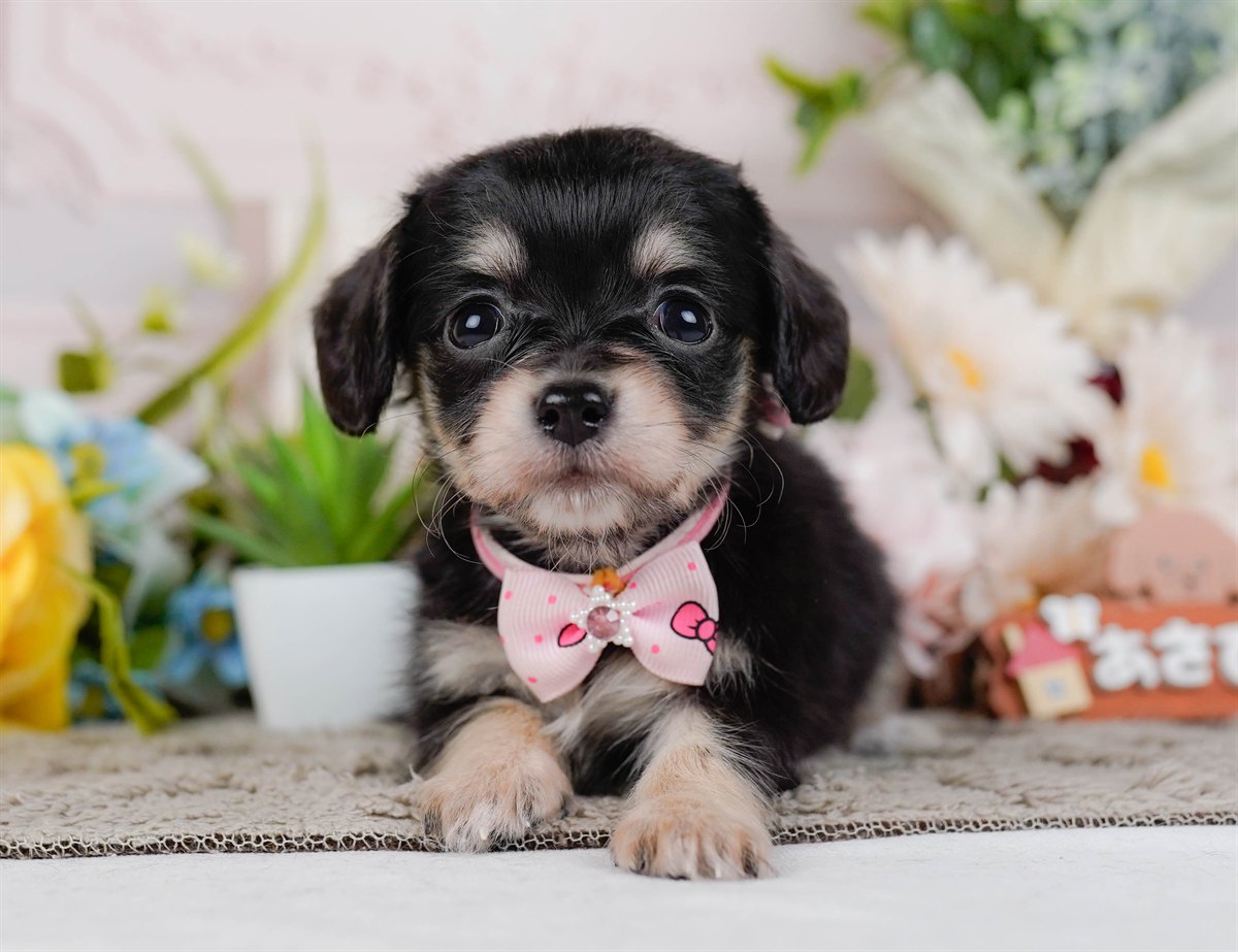 チワックス | 女の子 | ブラック&タン | 2026年2月19日（ID:dog-200015648）