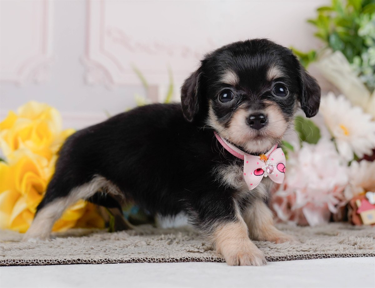 チワックス | 女の子 | ブラック&タン | 2026年2月19日（ID:dog-200015648）