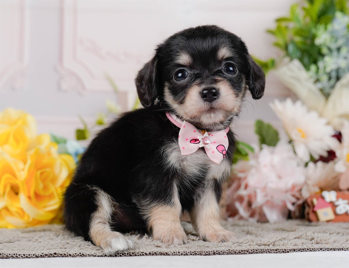 チワックス | 女の子 | ブラック&タン | 2026年2月19日（ID:dog-200015648）