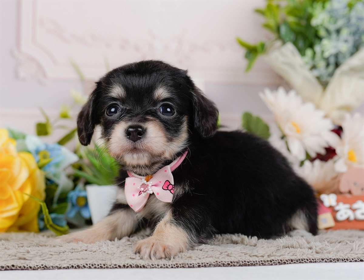 チワックス | 女の子 | ブラック&タン | 2026年2月19日（ID:dog-200015648）