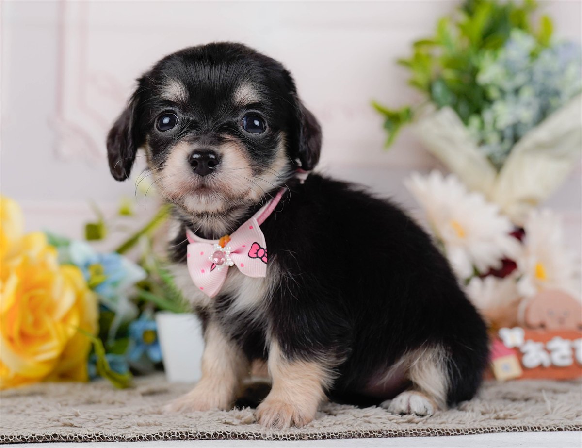 チワックス | 女の子 | ブラック&タン | 2026年2月19日（ID:dog-200015648）