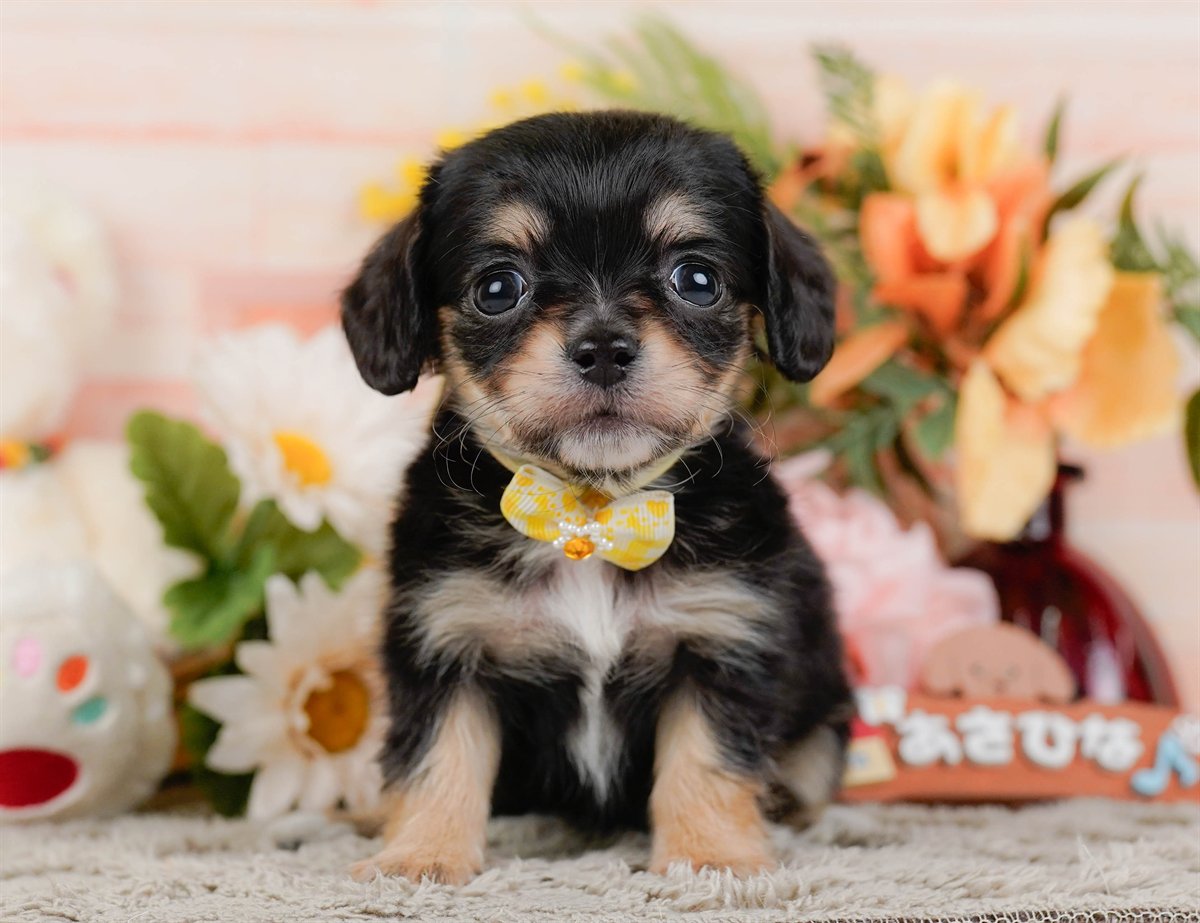 チワックス | 女の子 | ブラック&タン | 2026年2月19日（ID:dog-200015649）