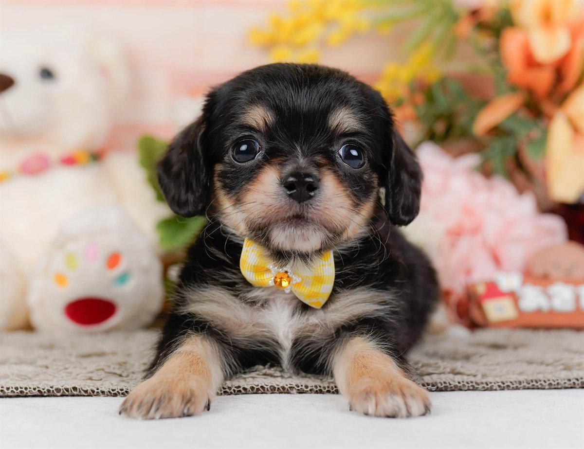 チワックス | 女の子 | ブラック&タン | 2026年2月19日（ID:dog-200015649）