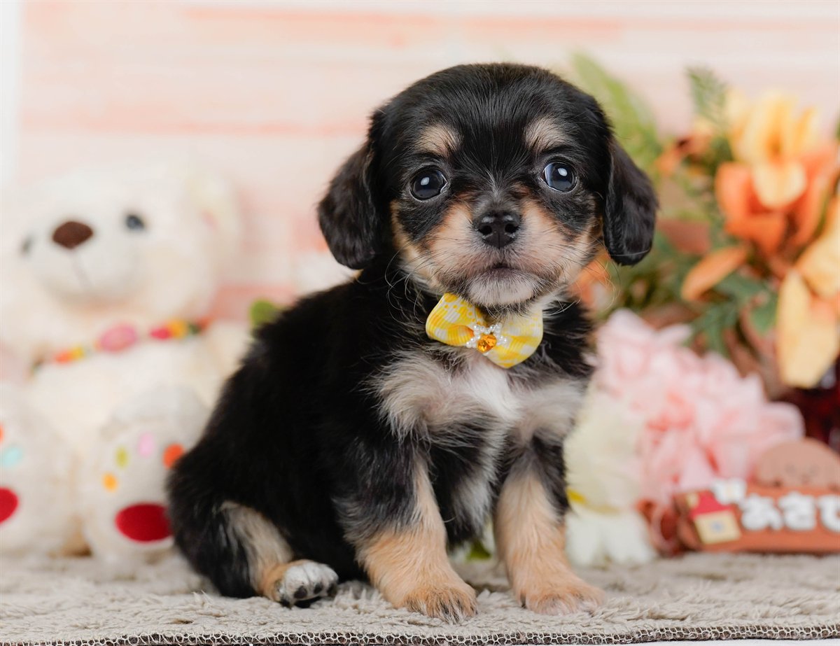 チワックス | 女の子 | ブラック&タン | 2026年2月19日（ID:dog-200015649）