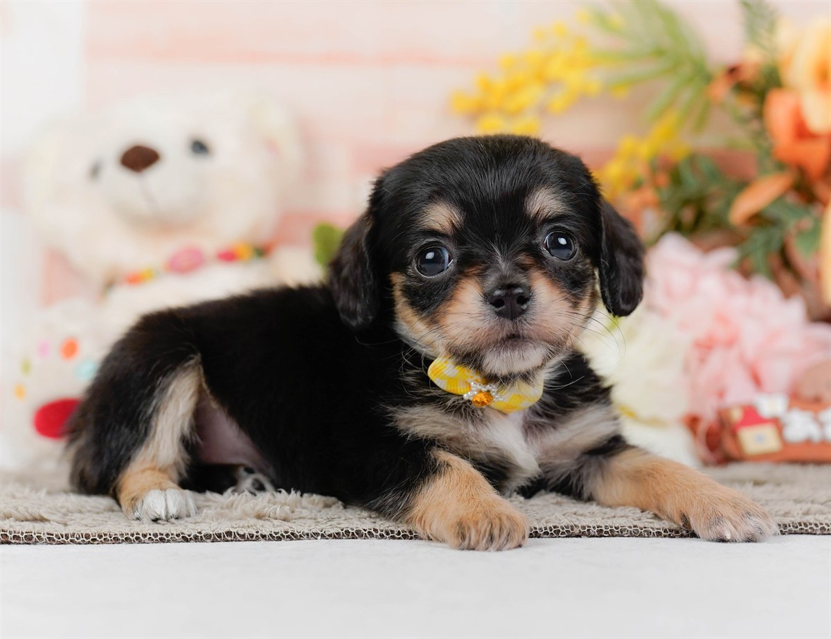 チワックス | 女の子 | ブラック&タン | 2026年2月19日（ID:dog-200015649）