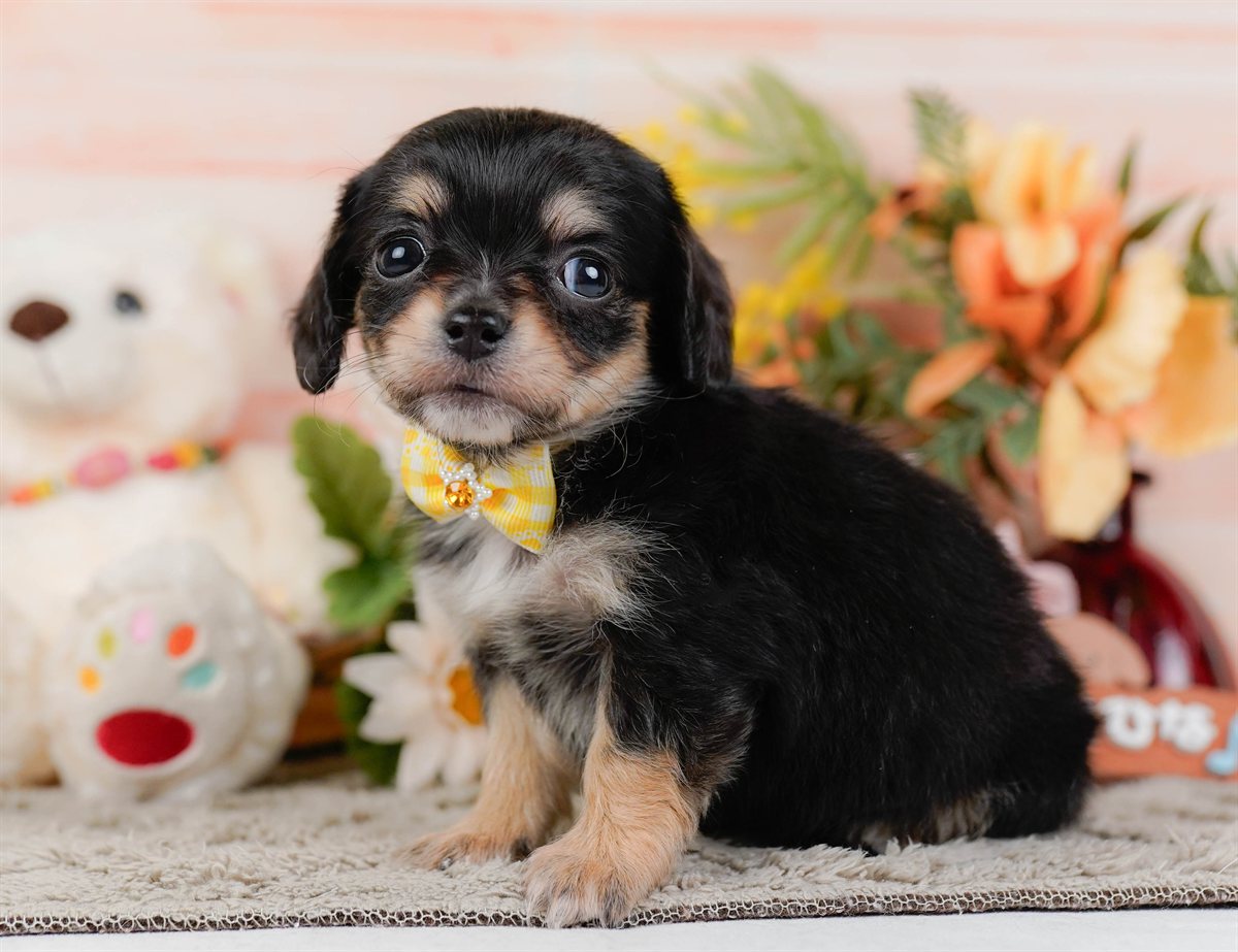 チワックス | 女の子 | ブラック&タン | 2026年2月19日（ID:dog-200015649）