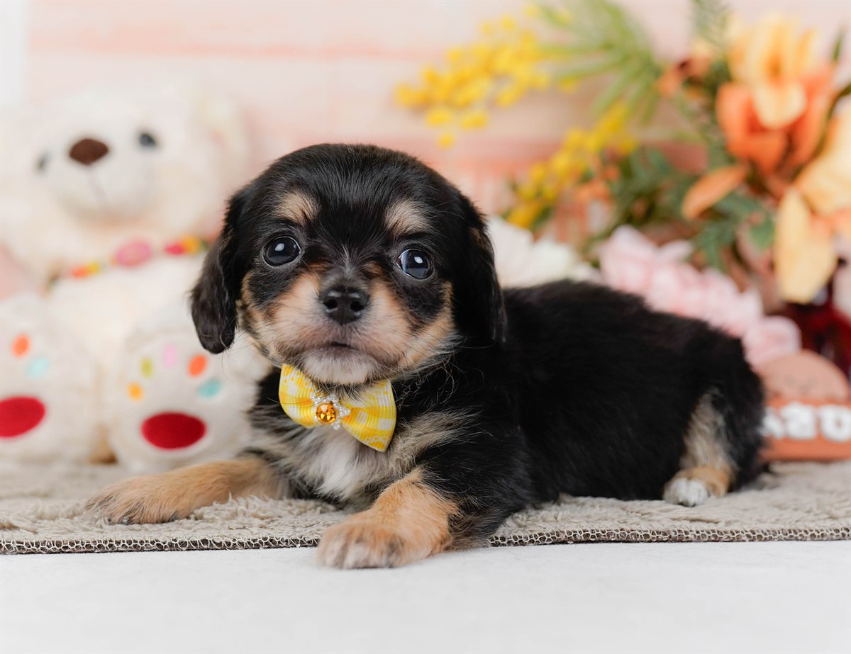 チワックス | 女の子 | ブラック&タン | 2026年2月19日（ID:dog-200015649）