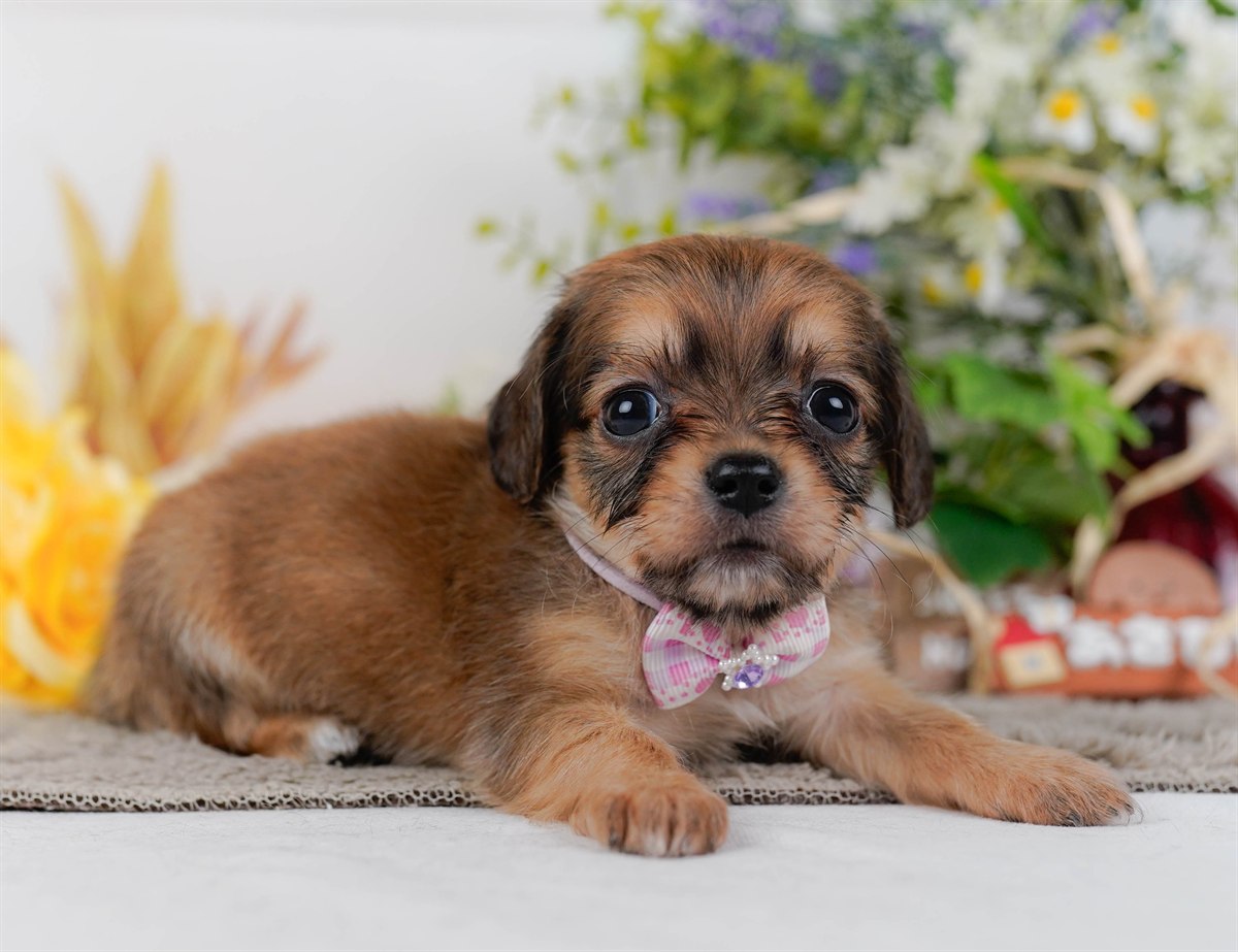 チワックス | 女の子 | シェーデッドレッド | 2026年2月19日（ID:dog-200015650）