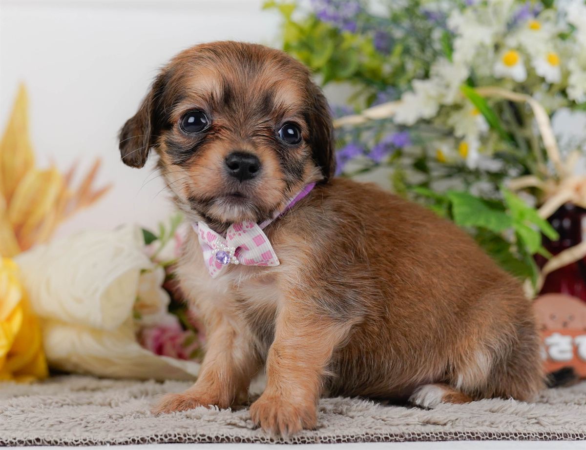 チワックス | 女の子 | シェーデッドレッド | 2026年2月19日（ID:dog-200015650）