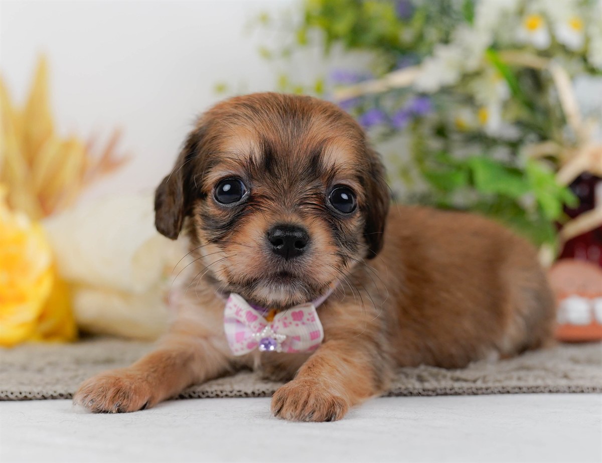 チワックス | 女の子 | シェーデッドレッド | 2026年2月19日（ID:dog-200015650）